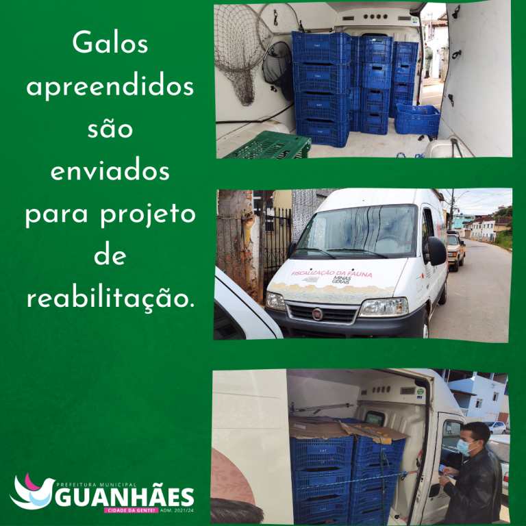 Em ação conjunta, Guanhães envia galos apreendidos à reabilitação